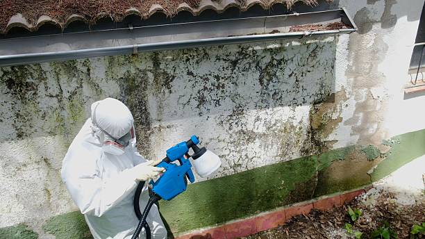 Trusted Attic Mold Removal service in Snow Camp, NC - Cheap Mold Removal